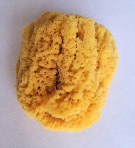éponge naturelle de mer en Grèce 9 -10 cm
