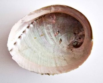 Coquille d'ormeau Haliotis diversicolor smudge XL