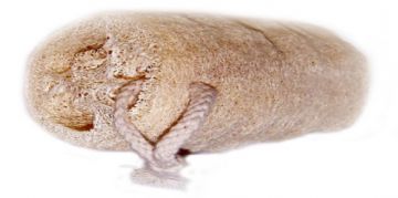 gant loofah