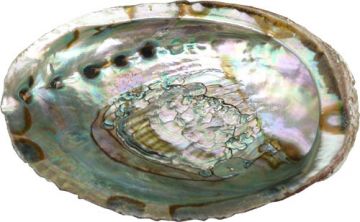 coquille ormeau