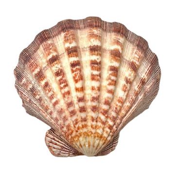 Porte encens coquille St Jacques Patte de Lion 12-16cm