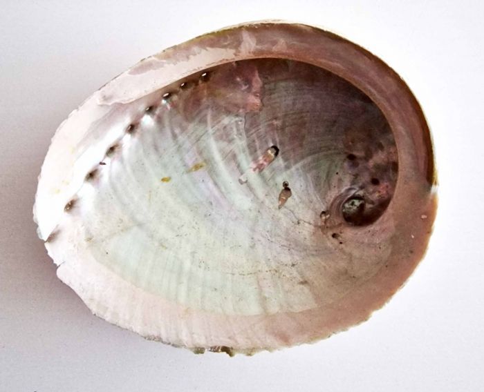 Coquille d'ormeau Haliotis diversicolor smudge XL