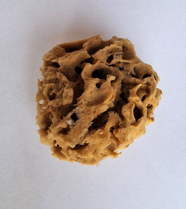 éponge naturelle de mer en Grèce 5 - 6 cm