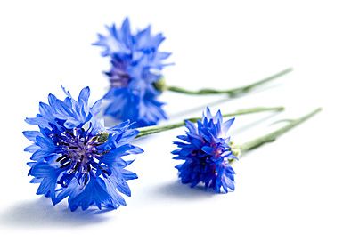 HYDROLAT EAU FLORALE BLEUET BIO 200 ML