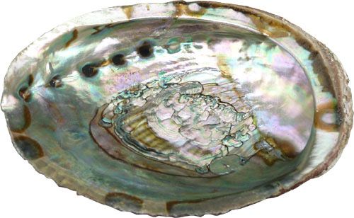 coquille ormeau